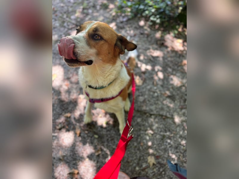 Thor - perfekter Partner auf 4 Pfoten