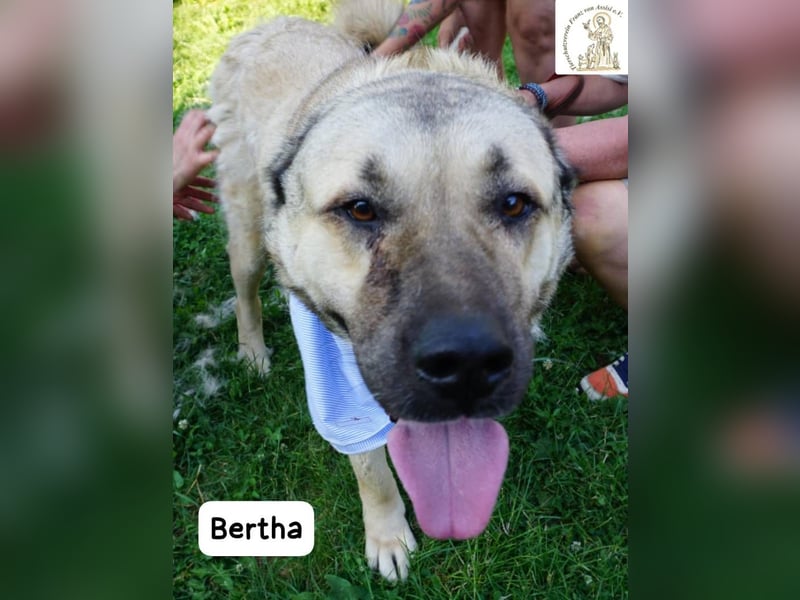 Bertha – Unsere Bärin mit Herz sucht ihr Königreich!