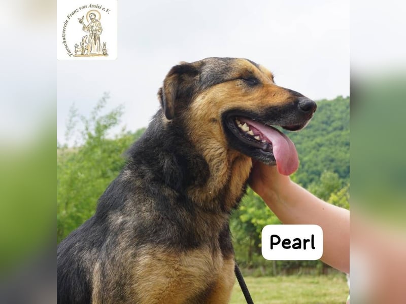 Pearl – Die Hündin, die die Welt auf ihre eigene Weise sieht!