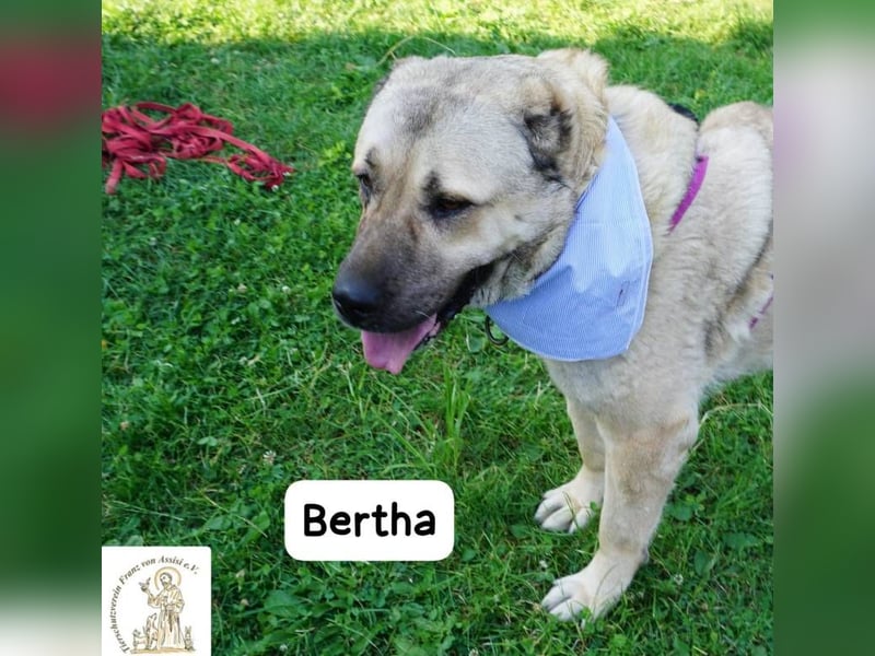 Bertha – Unsere Bärin mit Herz sucht ihr Königreich!