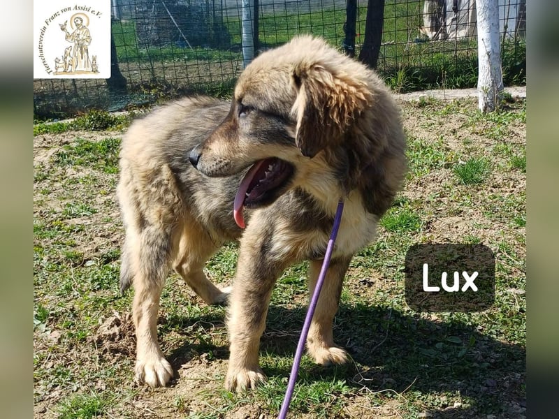 Lux – der kleine Abenteurer auf vier Pfoten!