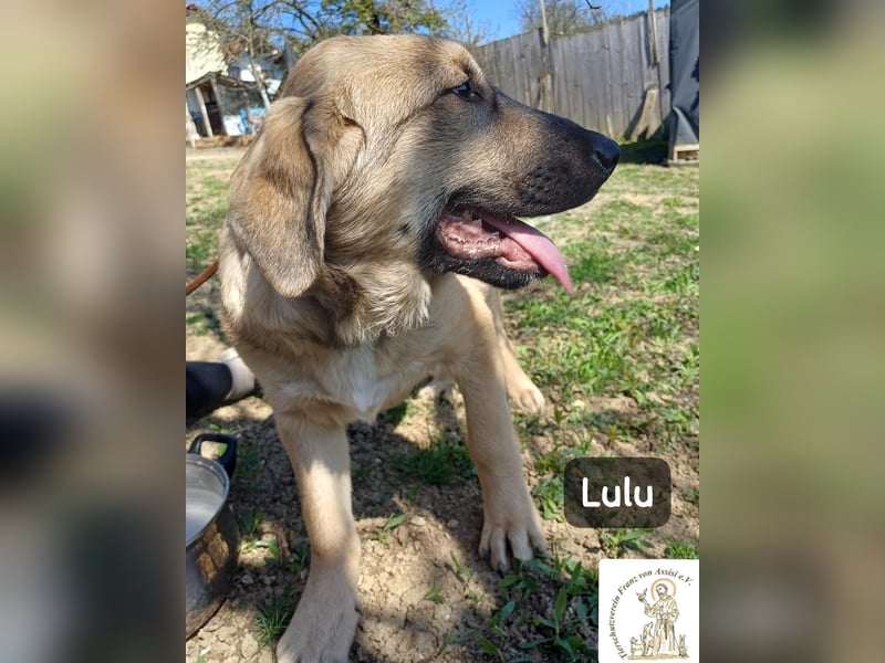 Lulu – kleiner Entdecker auf der Suche nach seinem Team!