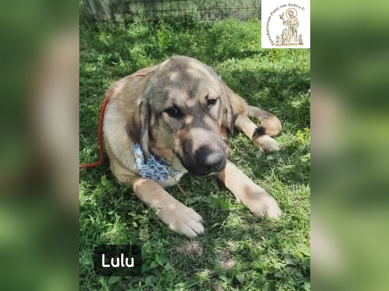 Lulu – kleiner Entdecker auf der Suche nach seinem Team!
