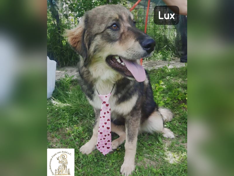 Lux – der kleine Abenteurer auf vier Pfoten!