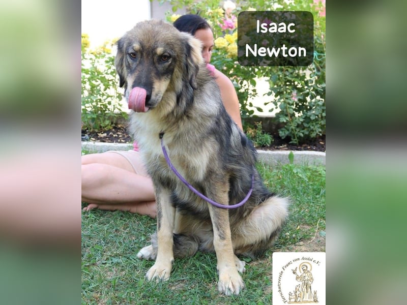 Isaac Newton – Abenteurer auf vier Pfoten!