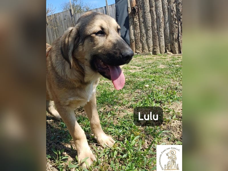 Lulu – kleiner Entdecker auf der Suche nach seinem Team!