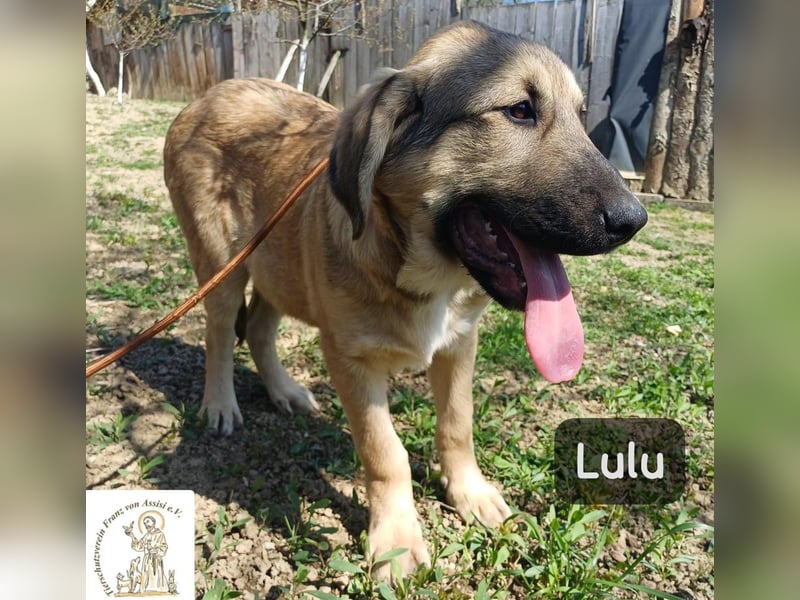 Lulu – kleiner Entdecker auf der Suche nach seinem Team!