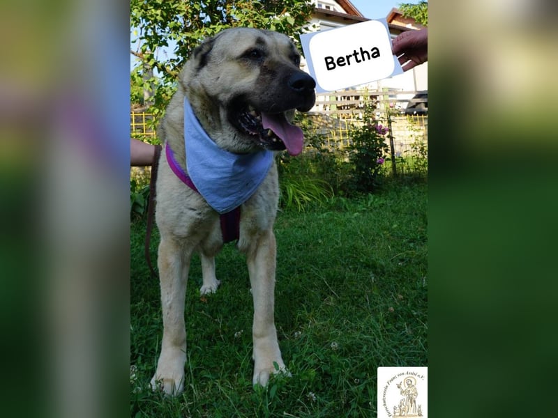 Bertha – Unsere Bärin mit Herz sucht ihr Königreich!