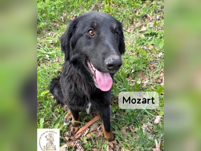 Mozart – mehr Ausstrahlung geht kaum!