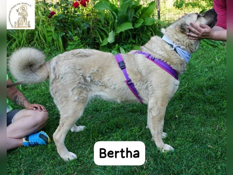 Bertha – Unsere Bärin mit Herz sucht ihr Königreich!
