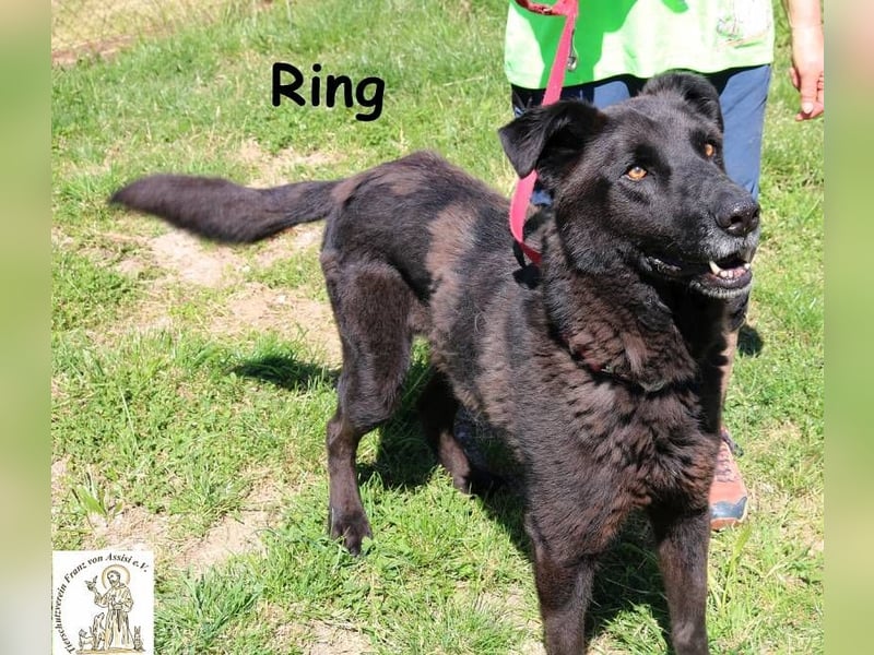 Ring, entspannter, großer Schmuser