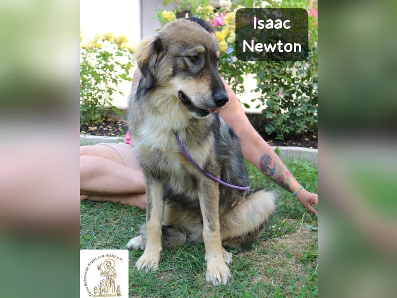 Isaac Newton – Abenteurer auf vier Pfoten!