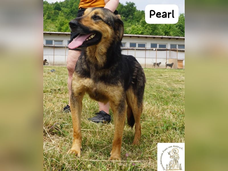 Pearl – Die Hündin, die die Welt auf ihre eigene Weise sieht!