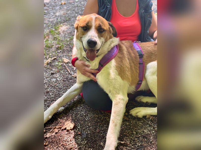 Thor - perfekter Partner auf 4 Pfoten