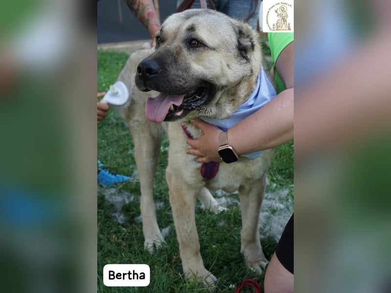 Bertha – Unsere Bärin mit Herz sucht ihr Königreich!