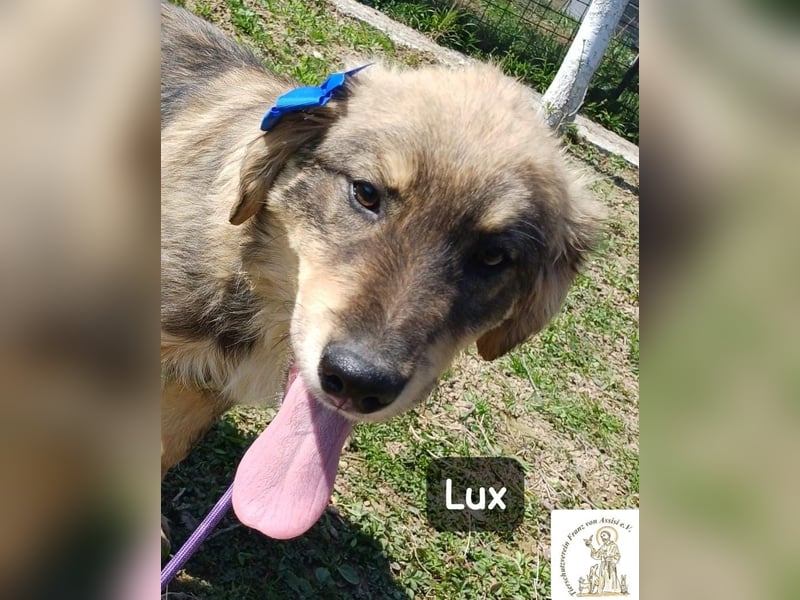 Lux – der kleine Abenteurer auf vier Pfoten!