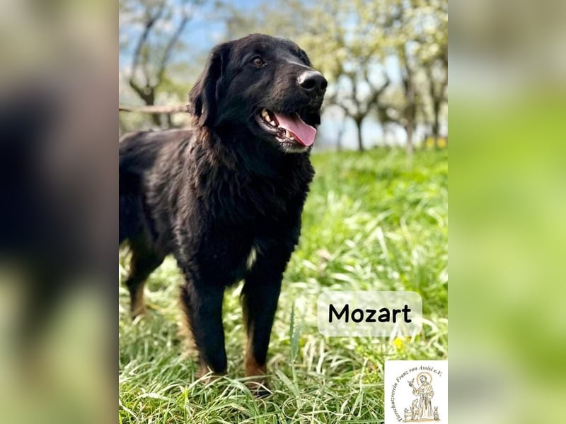 Mozart – mehr Ausstrahlung geht kaum!