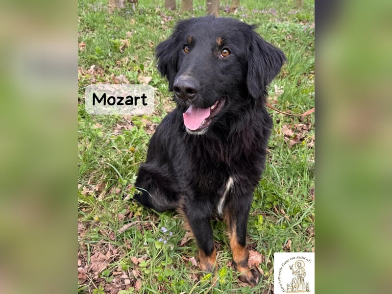 Mozart – mehr Ausstrahlung geht kaum!