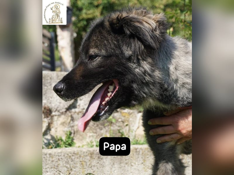 Papa – Ein Held, so weich wie seine Pfoten!