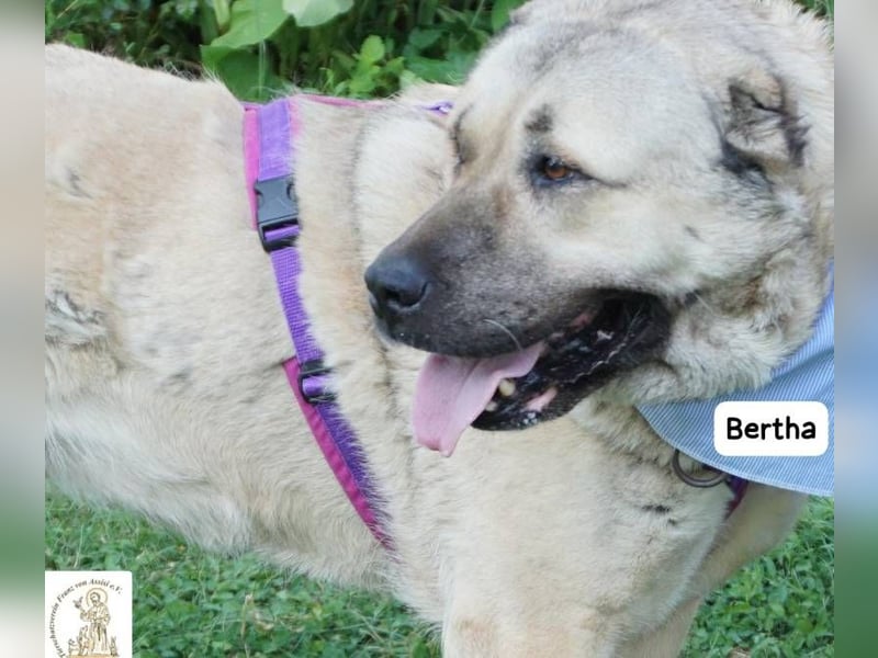 Bertha – Unsere Bärin mit Herz sucht ihr Königreich!