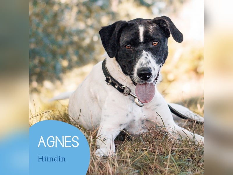 Menschenbezogene Agnes sucht ihr Zuhause