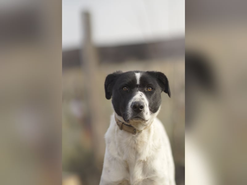 Menschenbezogene Agnes sucht ihr Zuhause