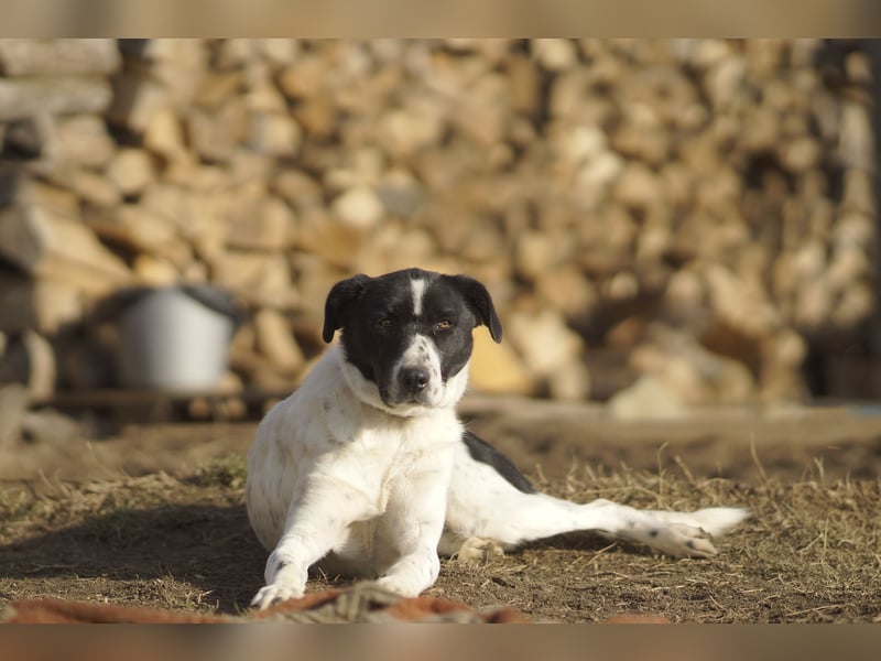Menschenbezogene Agnes sucht ihr Zuhause