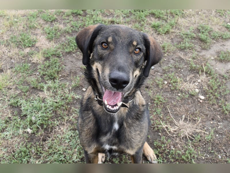 Fröhlicher Freddy sucht seine Familie