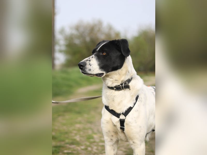 Menschenbezogene Agnes sucht ihr Zuhause