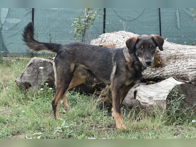 Fröhlicher Freddy sucht seine Familie