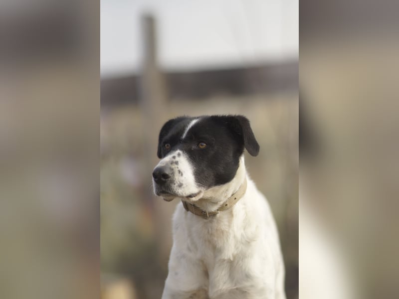 Menschenbezogene Agnes sucht ihr Zuhause