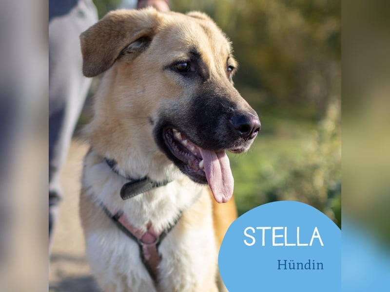 Aktive Stella sucht ihre Familie