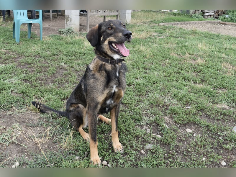 Fröhlicher Freddy sucht seine Familie