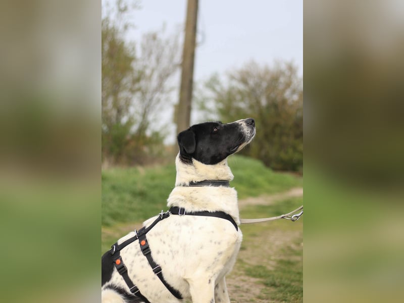 Menschenbezogene Agnes sucht ihr Zuhause