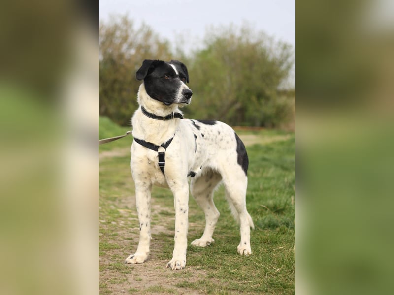 Menschenbezogene Agnes sucht ihr Zuhause