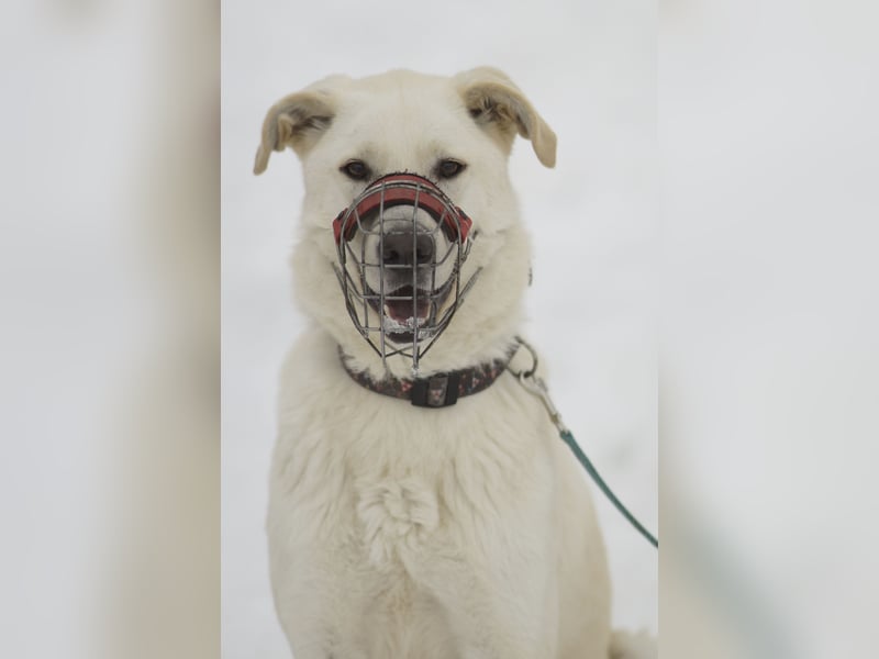 Aktiver Felix sucht erfahrene Menschen