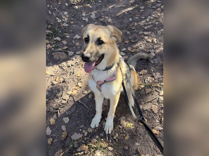 Aktive Stella sucht ihre Familie