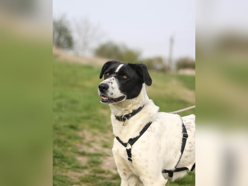 Menschenbezogene Agnes sucht ihr Zuhause