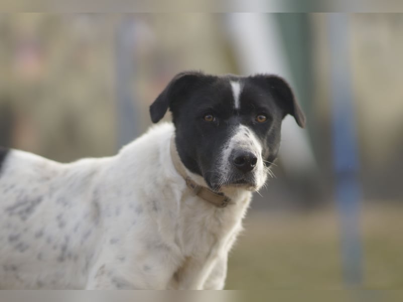 Menschenbezogene Agnes sucht ihr Zuhause