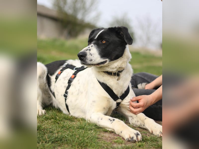 Menschenbezogene Agnes sucht ihr Zuhause