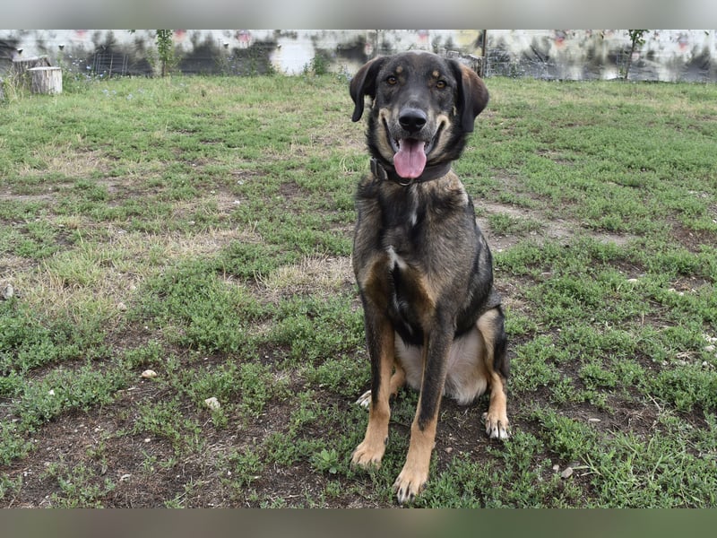 Fröhlicher Freddy sucht seine Familie