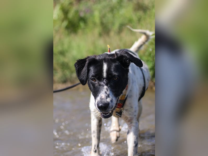 Menschenbezogene Agnes sucht ihr Zuhause