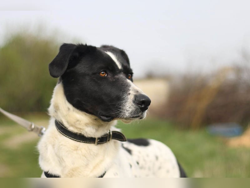 Menschenbezogene Agnes sucht ihr Zuhause