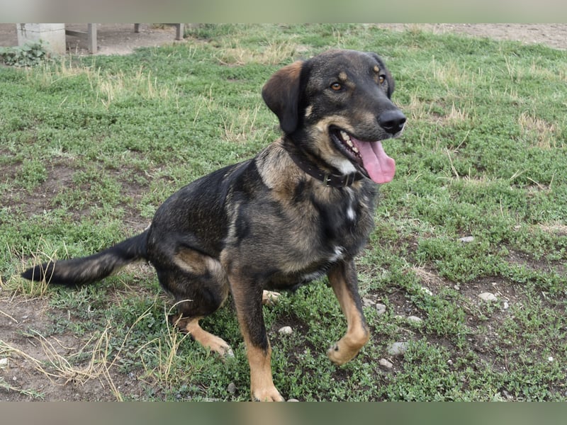 Fröhlicher Freddy sucht seine Familie