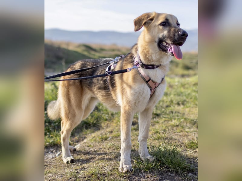 Aktive Stella sucht ihre Familie