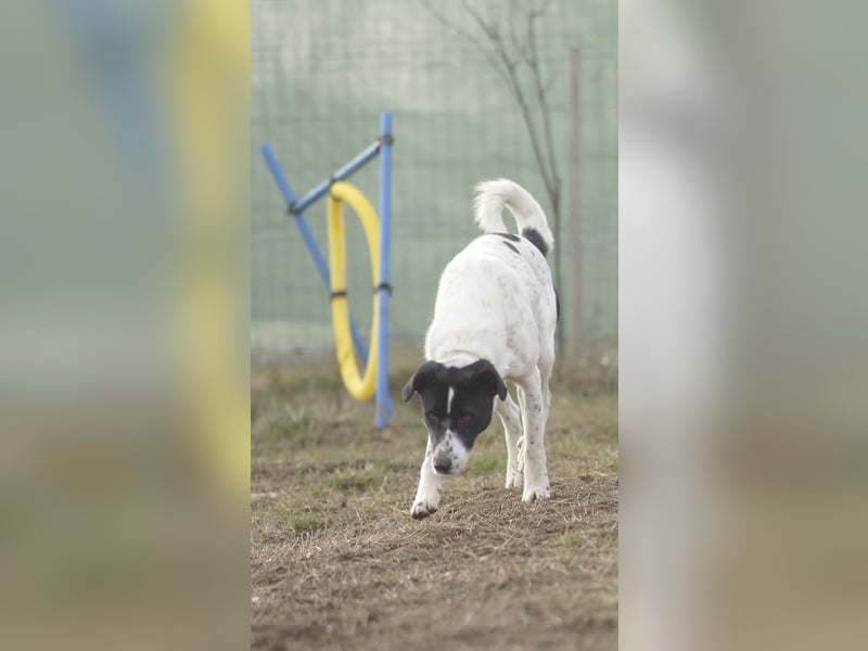 Menschenbezogene Agnes sucht ihr Zuhause