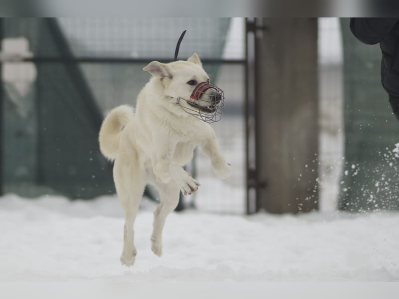 Aktiver Felix sucht erfahrene Menschen