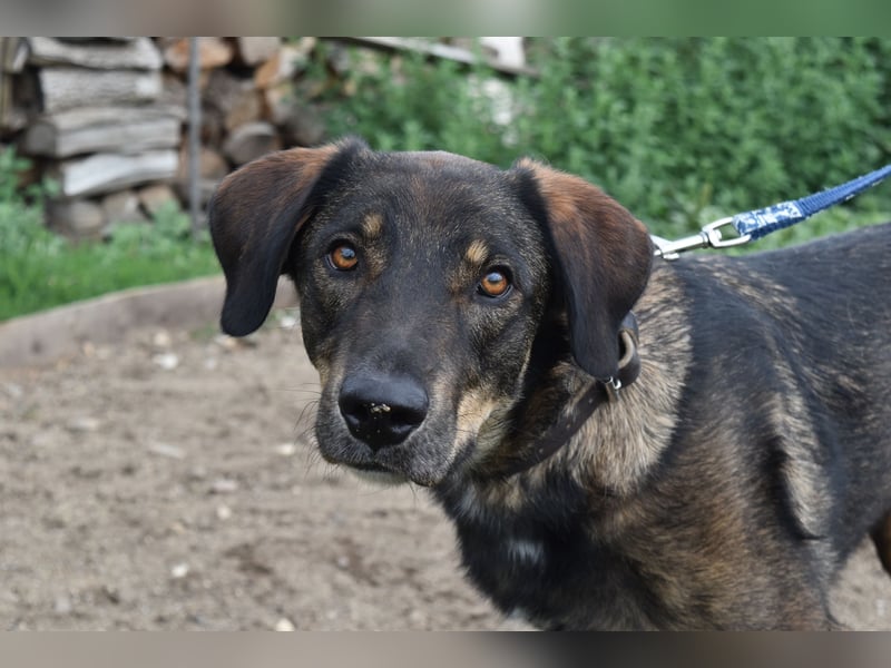 Fröhlicher Freddy sucht seine Familie