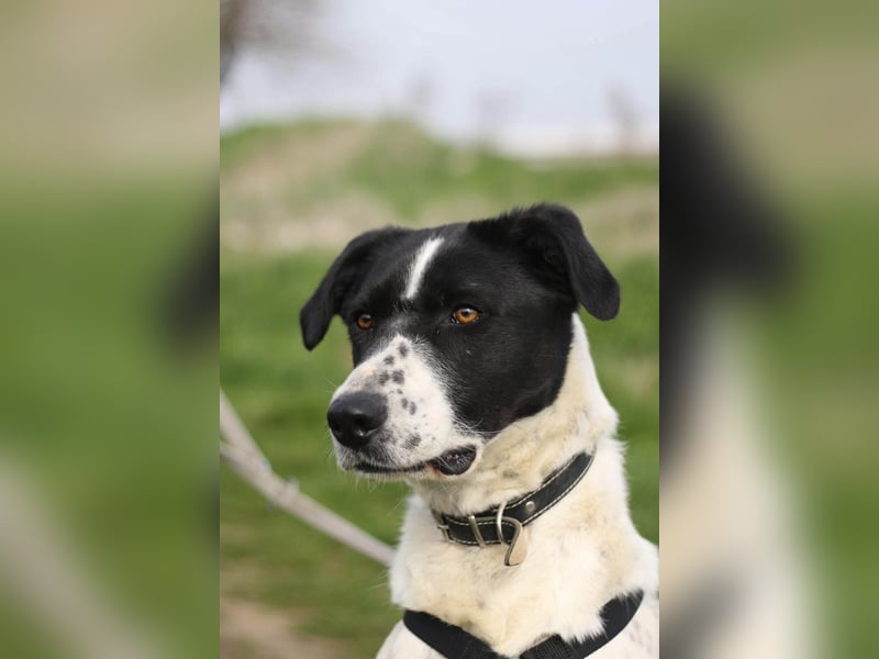 Menschenbezogene Agnes sucht ihr Zuhause