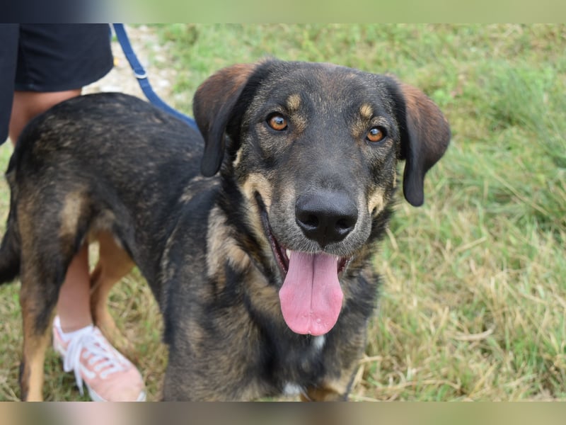 Fröhlicher Freddy sucht seine Familie